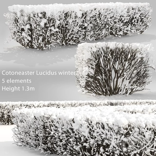winter_bush
