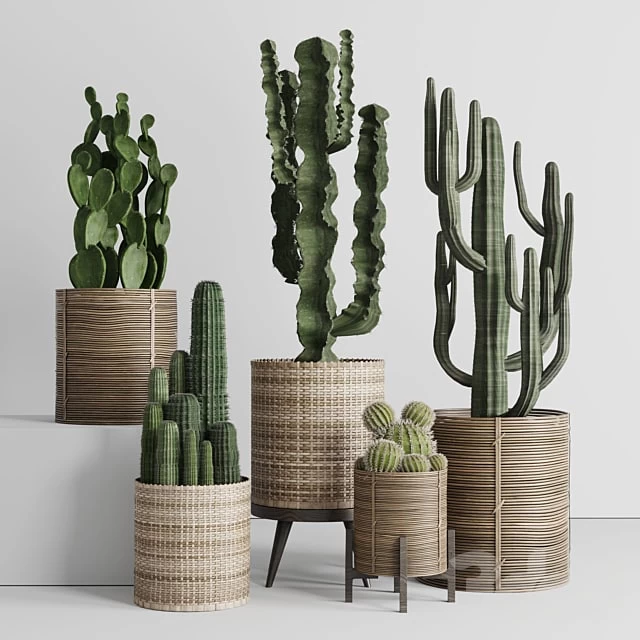 collection of plants and cactus in handmade wooden baskets 286