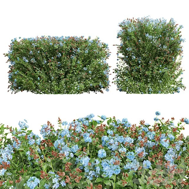 New Plant Ceratostigma Plumbaginoides Bleiwurz Box