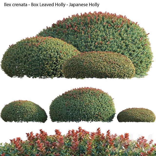 Ilex crenata - Box Leaved Holly - Japanese Holly - 02