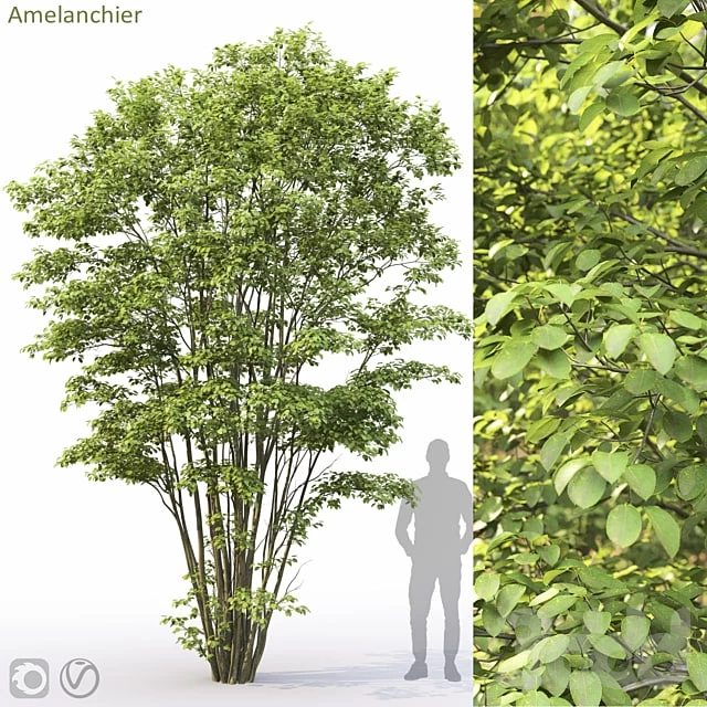 Amelanchier #5