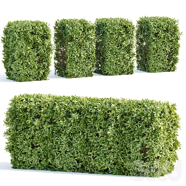 Laurel Hedging Bushes vol 111