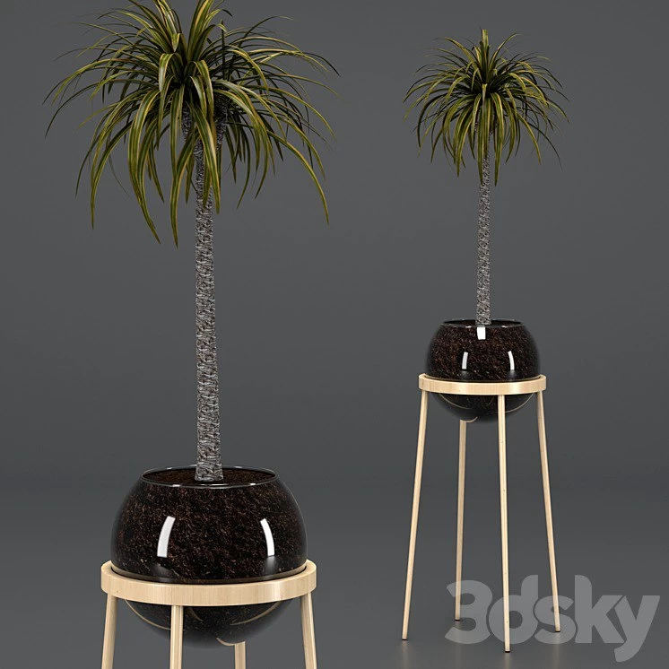 Dracaena in a glass pot