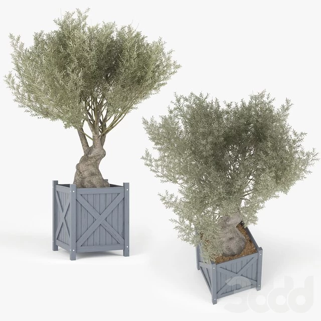 Olea europaea