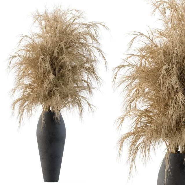 Dry plants