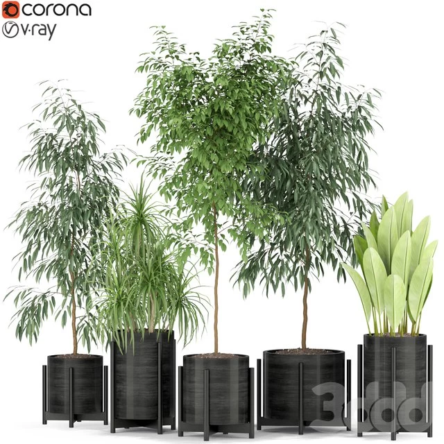 Plants collection 345