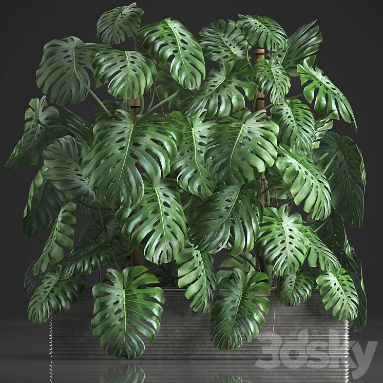 Plant collection 356. Monstera, thickets, bushes, indoor plants, pot, flowerpot, concrete, phytowall, phytomodule, exotic