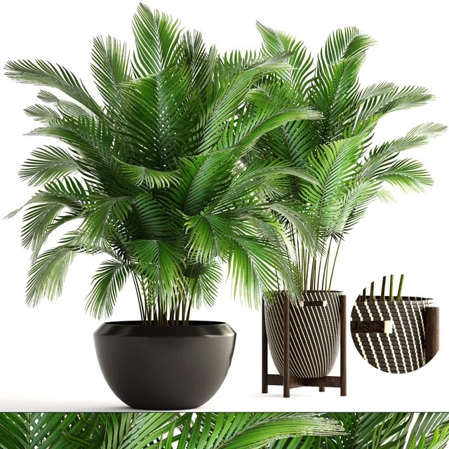 Collection of plants 164. Areca Palm, kentia, hoveya, areca, pot, bush, basket, flowerpot, interior, Howea