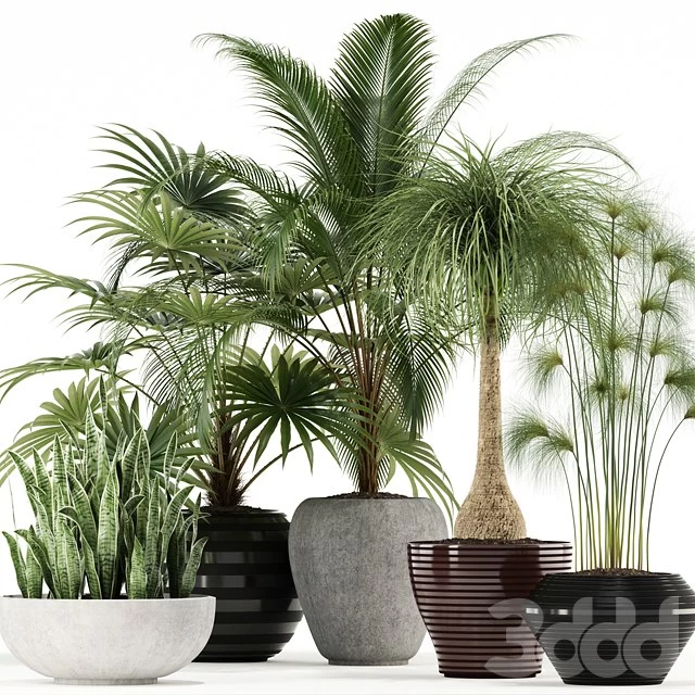Plants collection 103