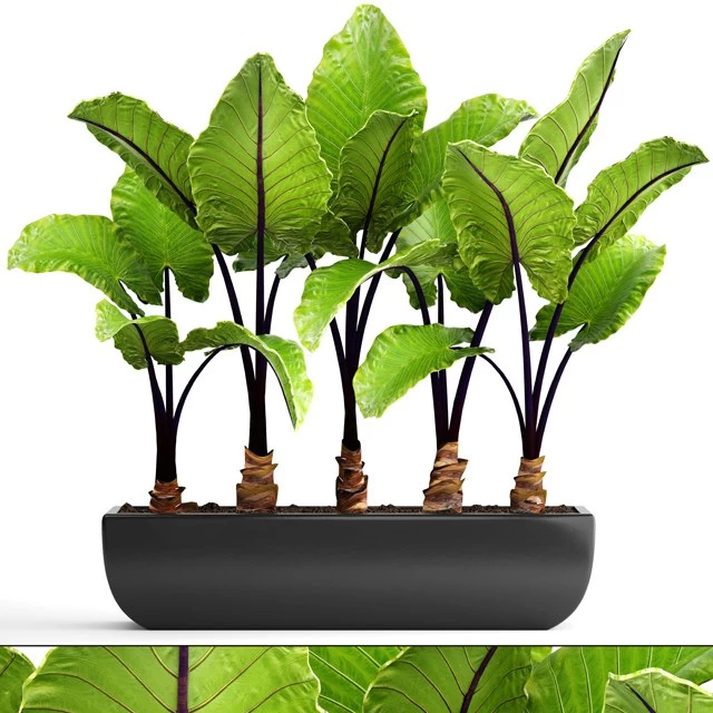 Collection of plants 143. Alocasia macrorrhiza, alocasia, pot, black flowerpot, bush, tropical, exotic plant