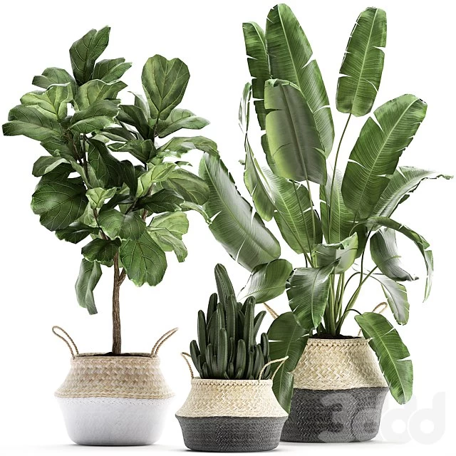 Plant collection 861. Cactus, ficus, banana palm, basket, strelitzia, Lyrata, Scandinavian style, eco design, wicker, Strelitzia, tree, interior, flower