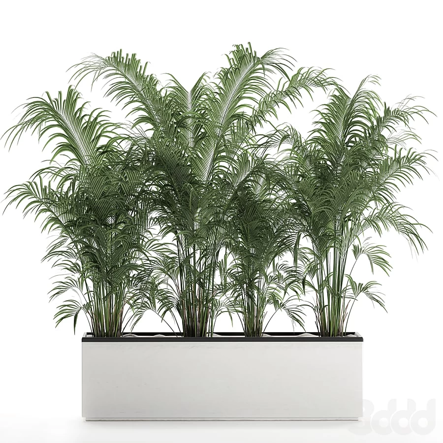 Ornamental palm 691 - Howea forsteriana