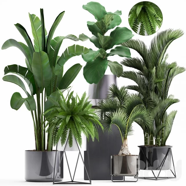 Plant collection 290