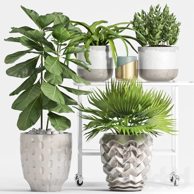 PLANT SET -59