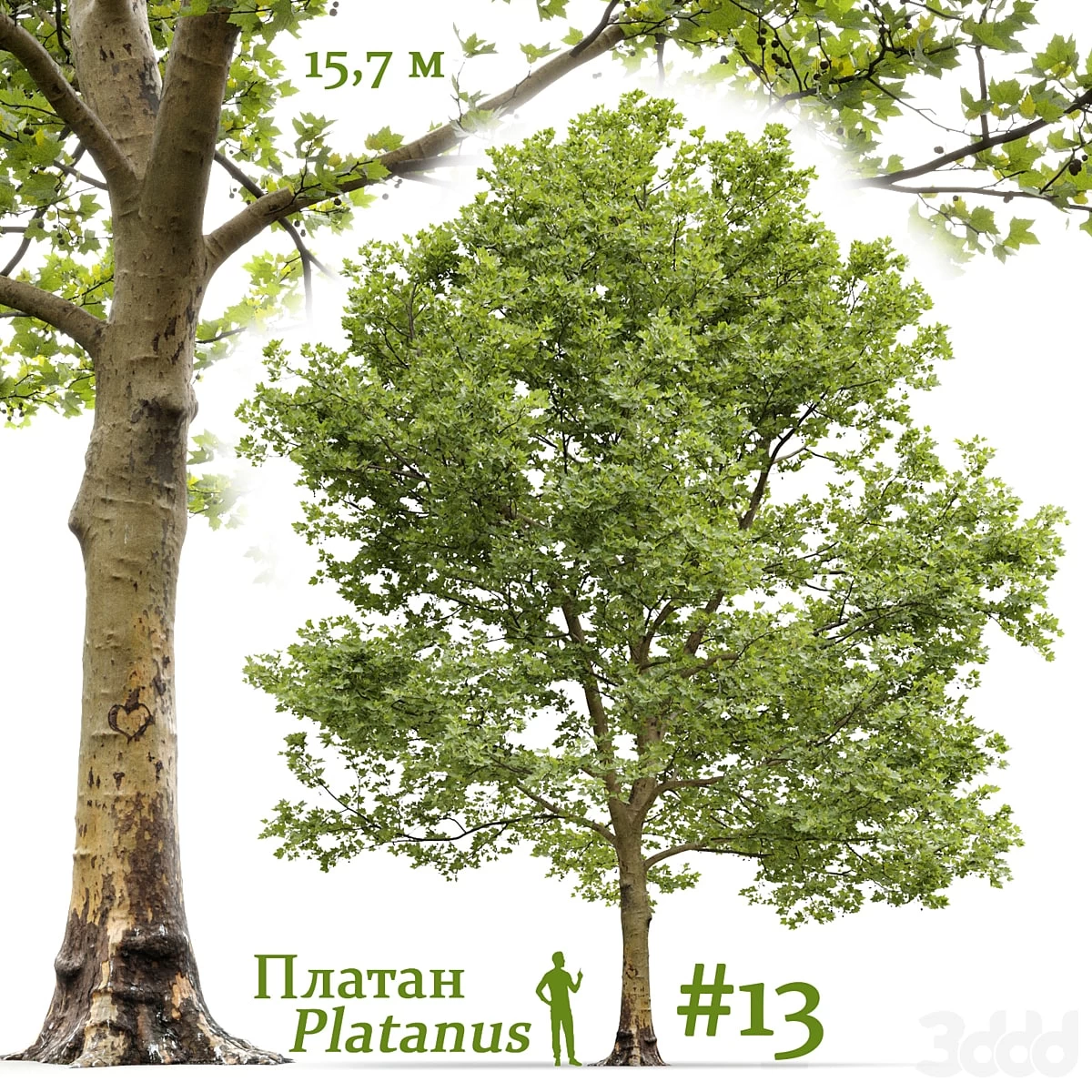 Платан / Sycamore / Platanus #13