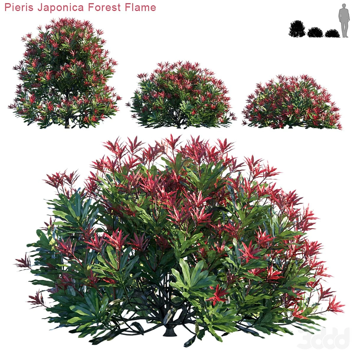 Pieris Japonica Forest Flame