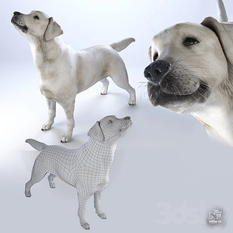 low_labrador
