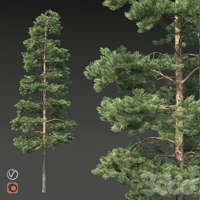 Pine