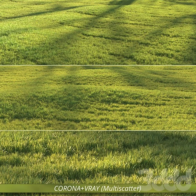 Sunny lawn