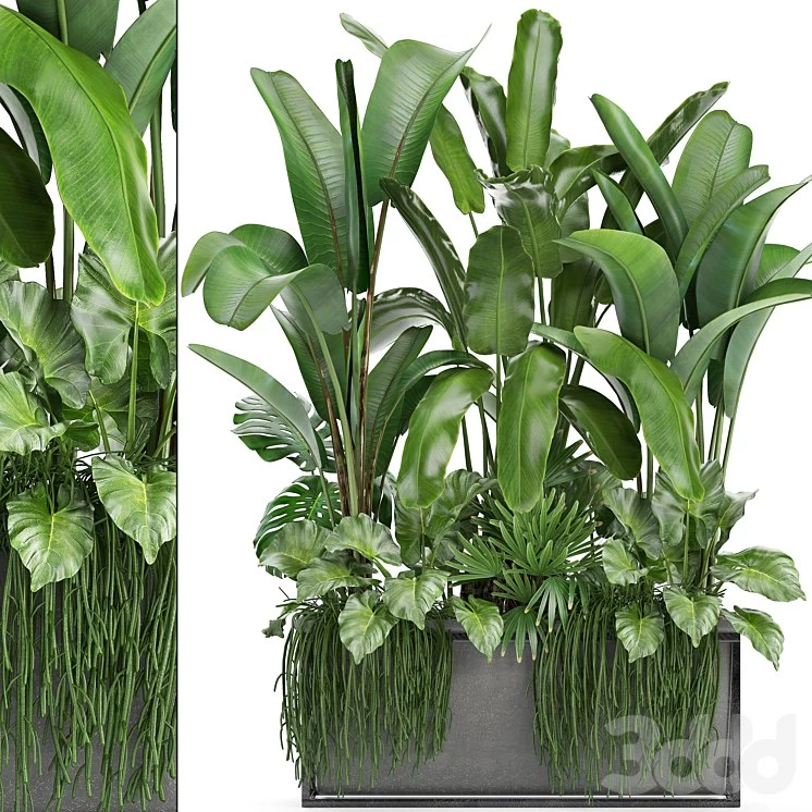Plant collection