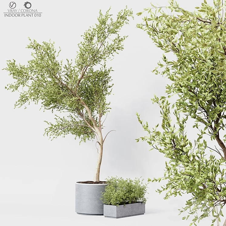 Indoor Plant 010