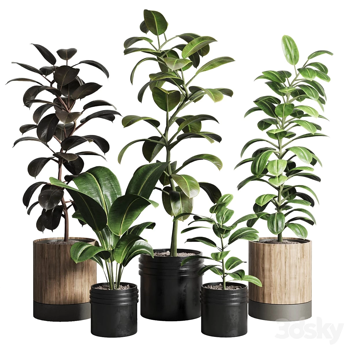 Ficus - Ficus rubbery plant 165_dirty wooden and plastic pots