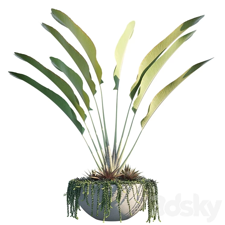 Plant in pots 9 Tropical Inspiron