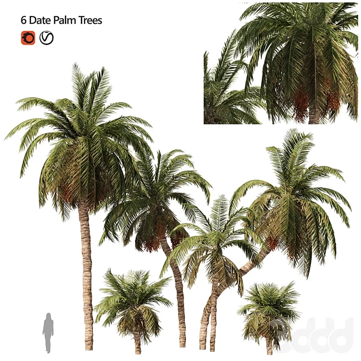 Arbian Date Palm Trees