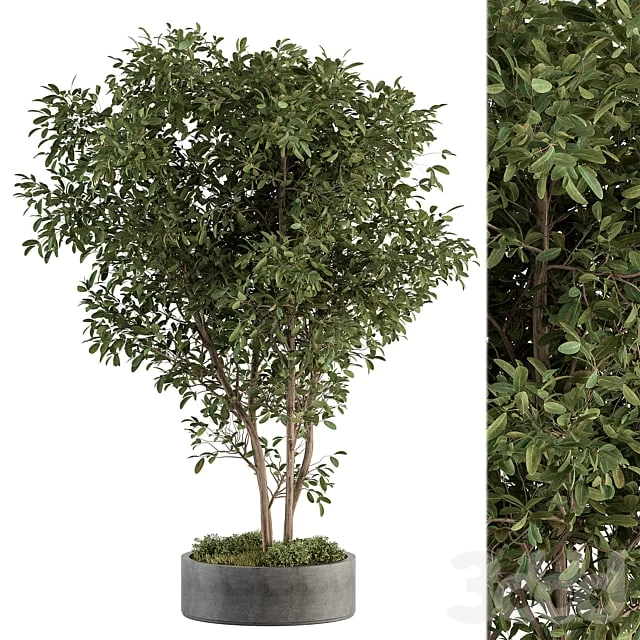 Outdoor plant set 405- Concrete potted plant set