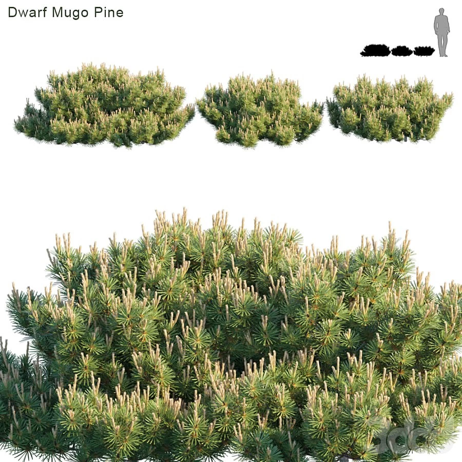 Dwarf Mugo Pine