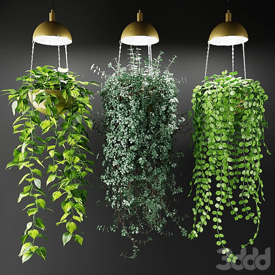 Ampelnye plants in pots with lights # pots