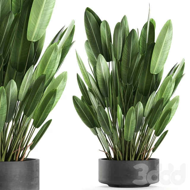 Plant collection 740