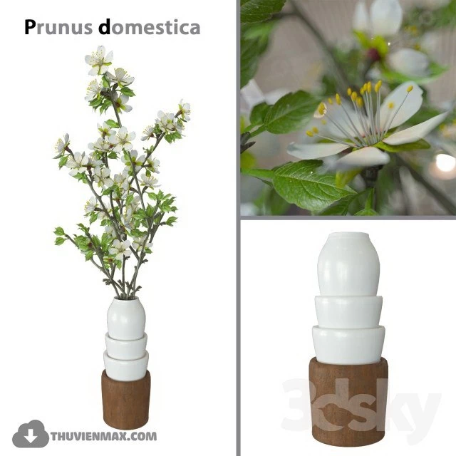 Prunus domestica