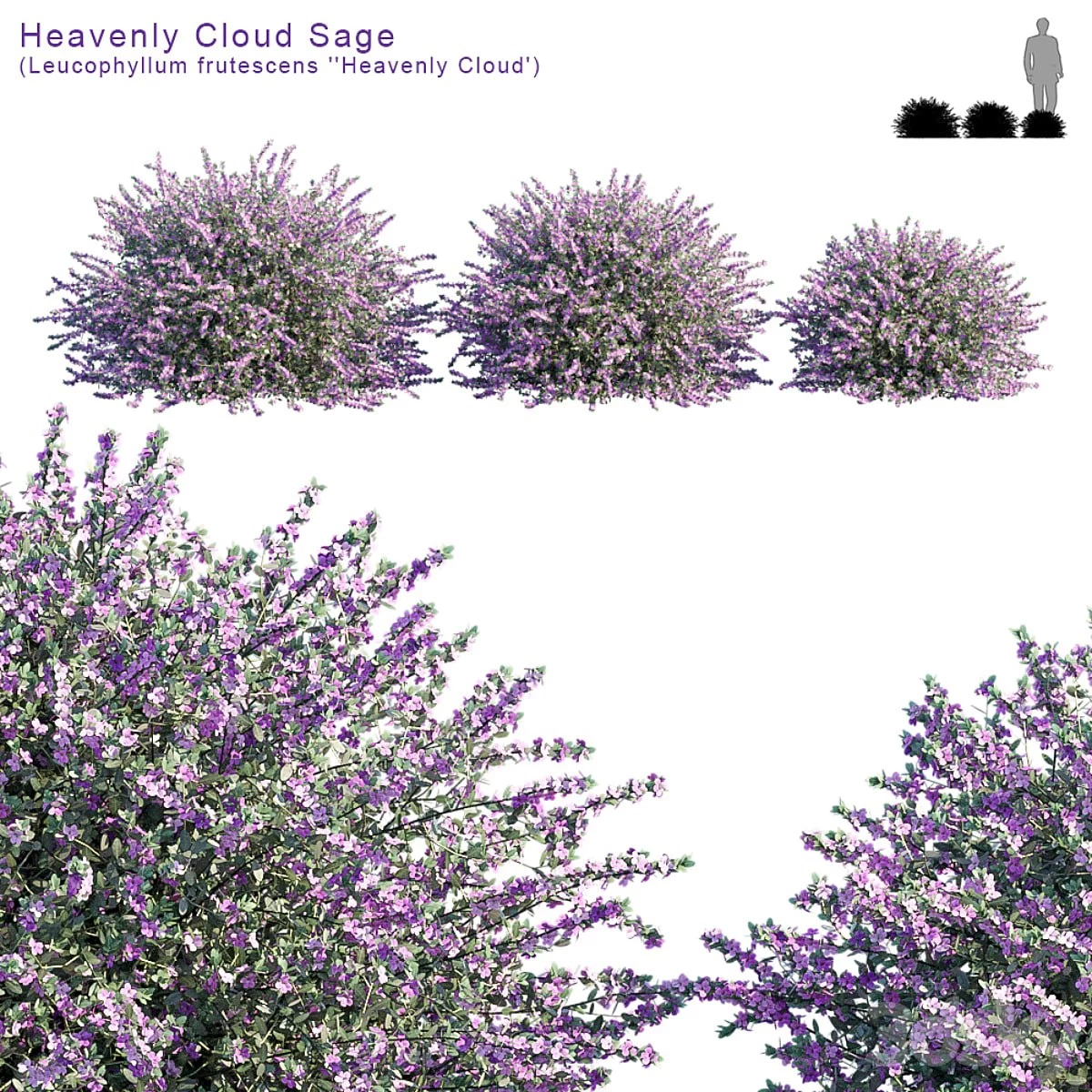 Heavenly Cloud Sage | Leucophyllum Frutescens