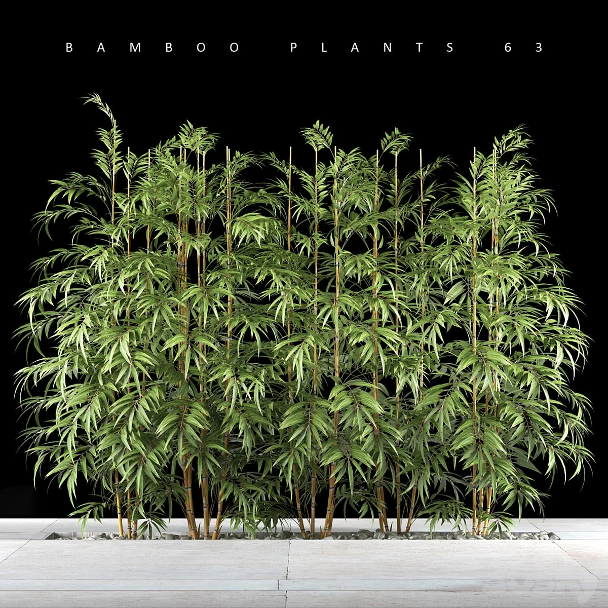 BAMBOO PLANTS 63
