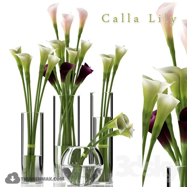 CALLA LILY 2