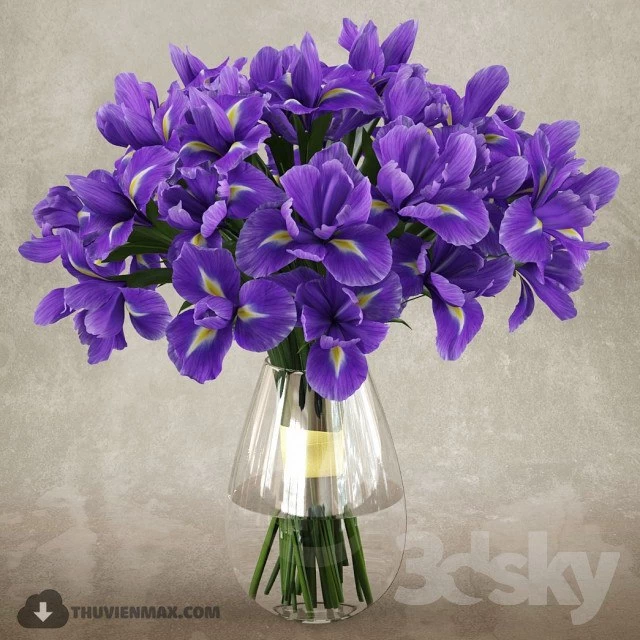 Irises 1
