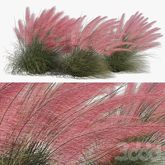 Muhlenbergia Capillaris - Pink Muhly Grass 04
