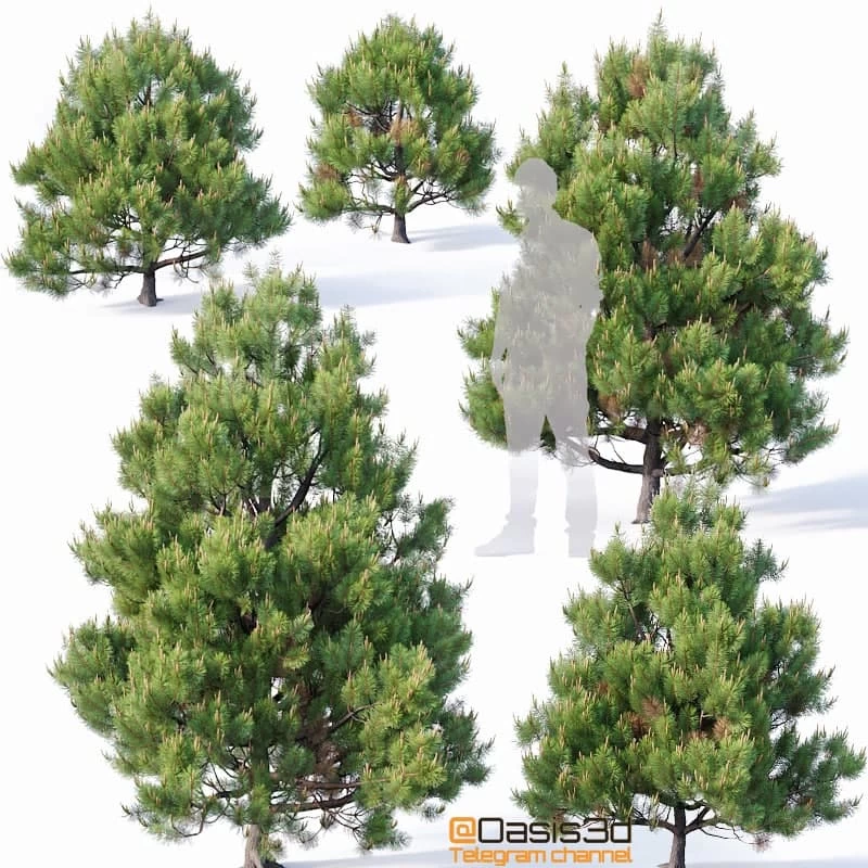Pinus sylvestris # 4 H110cm-300cm V2