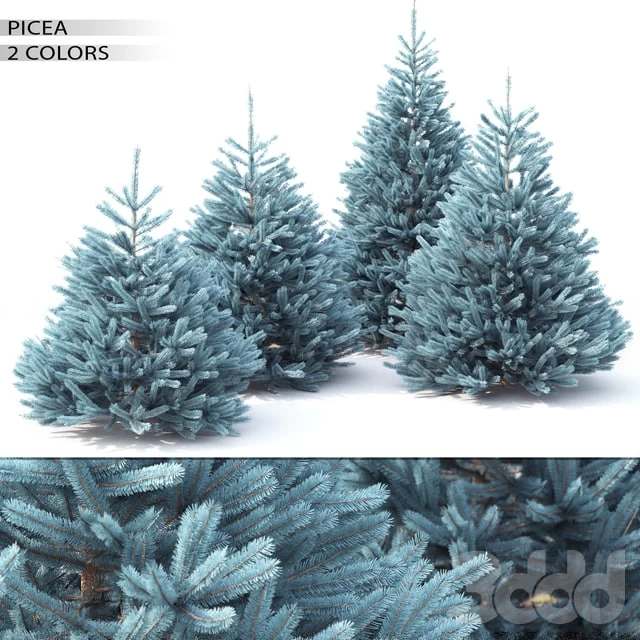 Spruce