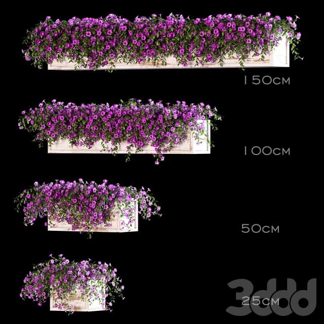Flowers for the balcony