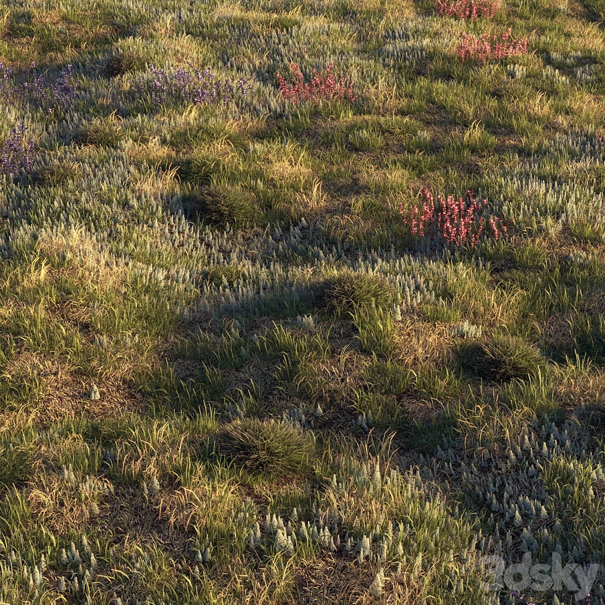 Field herbs | grass