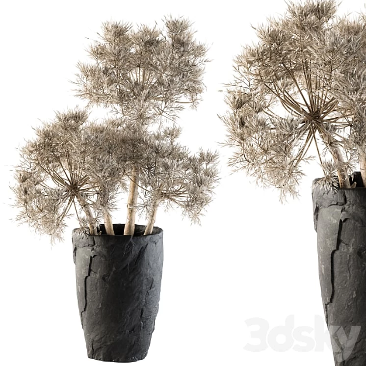 Dry plants 32 - Dried Plant