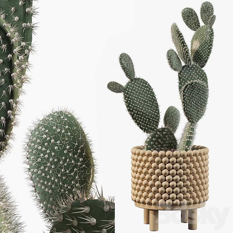 Plant collection 038 - Opuntia microdasys 03