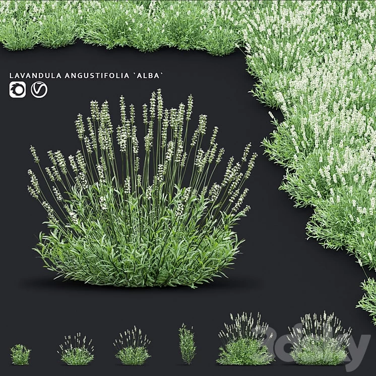 Lavender angustifolia flowers | Lavandula angustifolia Alba