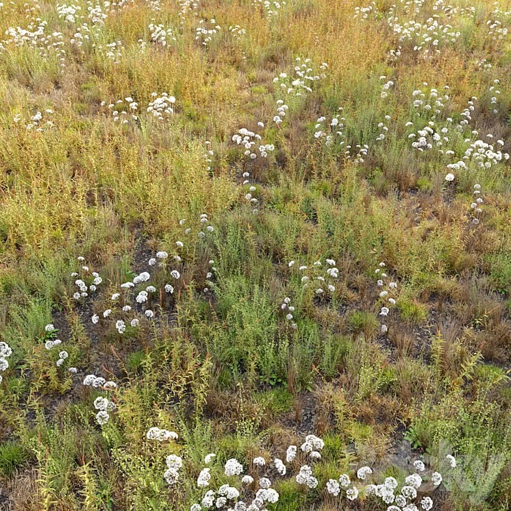 Meadow_10