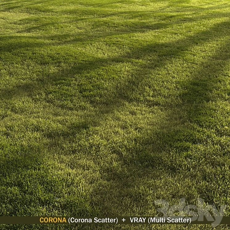 Forest Grass