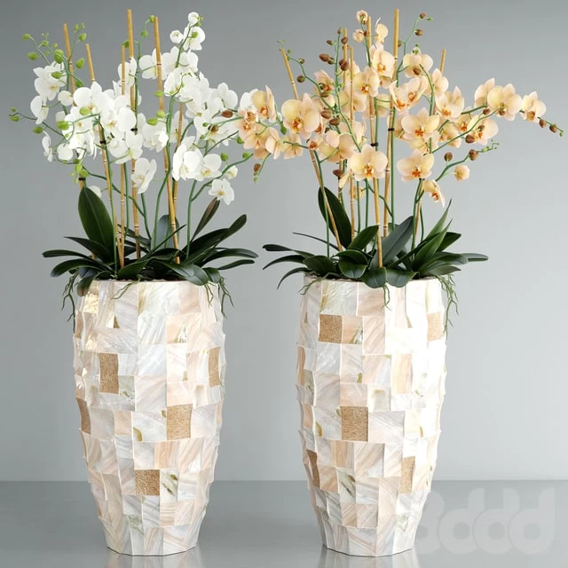 Orchid 5