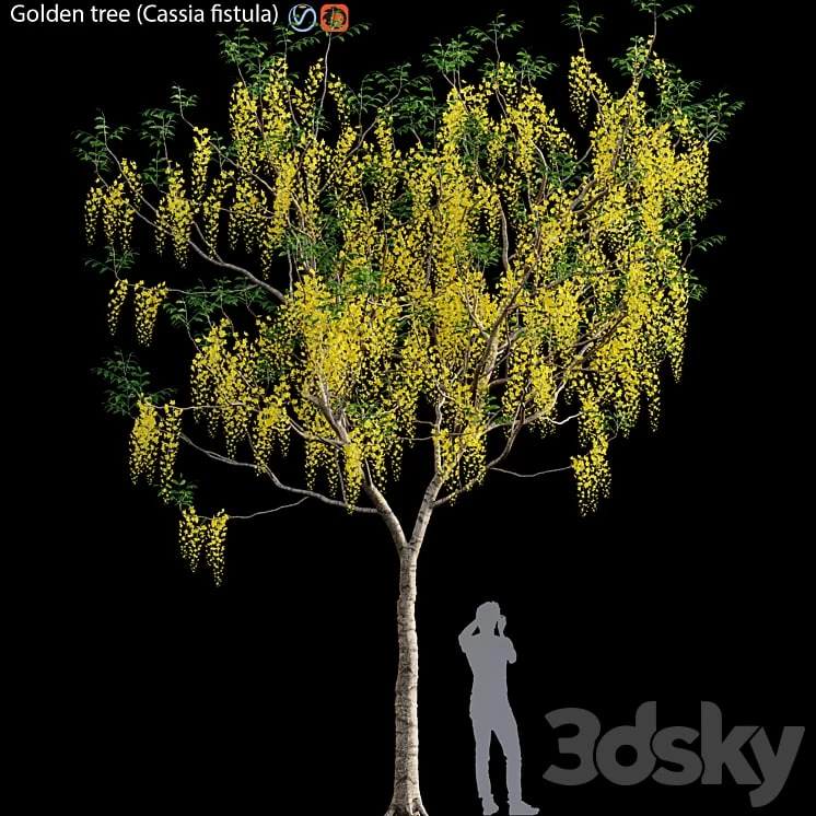 Golden tree (Cassia fistula) #3