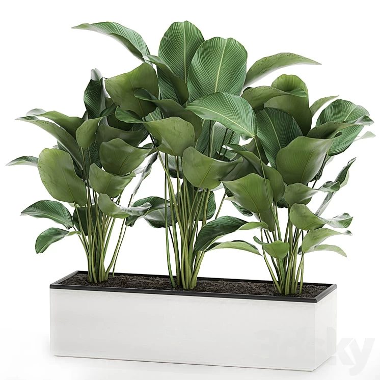 Plant collection Calathea lutea 754